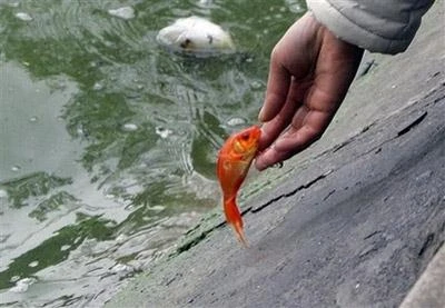 Chưa kịp phóng sanh thì cá đã chết